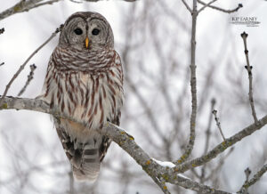 barn owl in Red Wing, MN