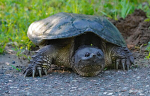 snapping turtle in Red Wing, MN