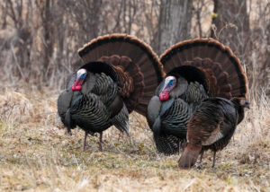 Wild Turkey in Red Wing, MN. Photo credit Kip Earney