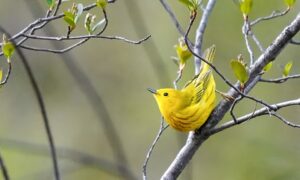 Yellow Warbler in Red Wing, MN